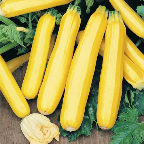 49er Squash Seeds - Image 2