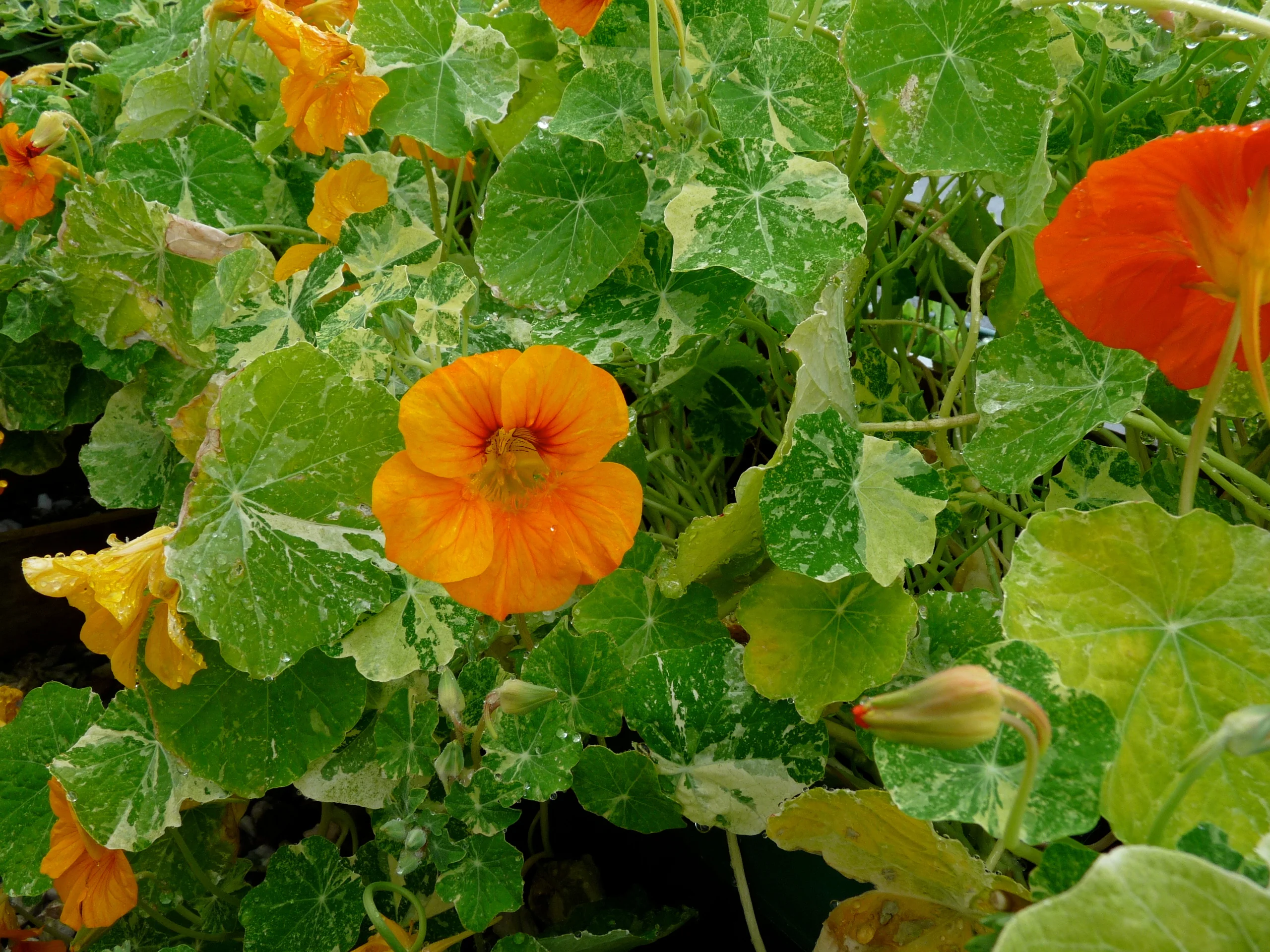 Alaska Mixed Nasturtium Seeds