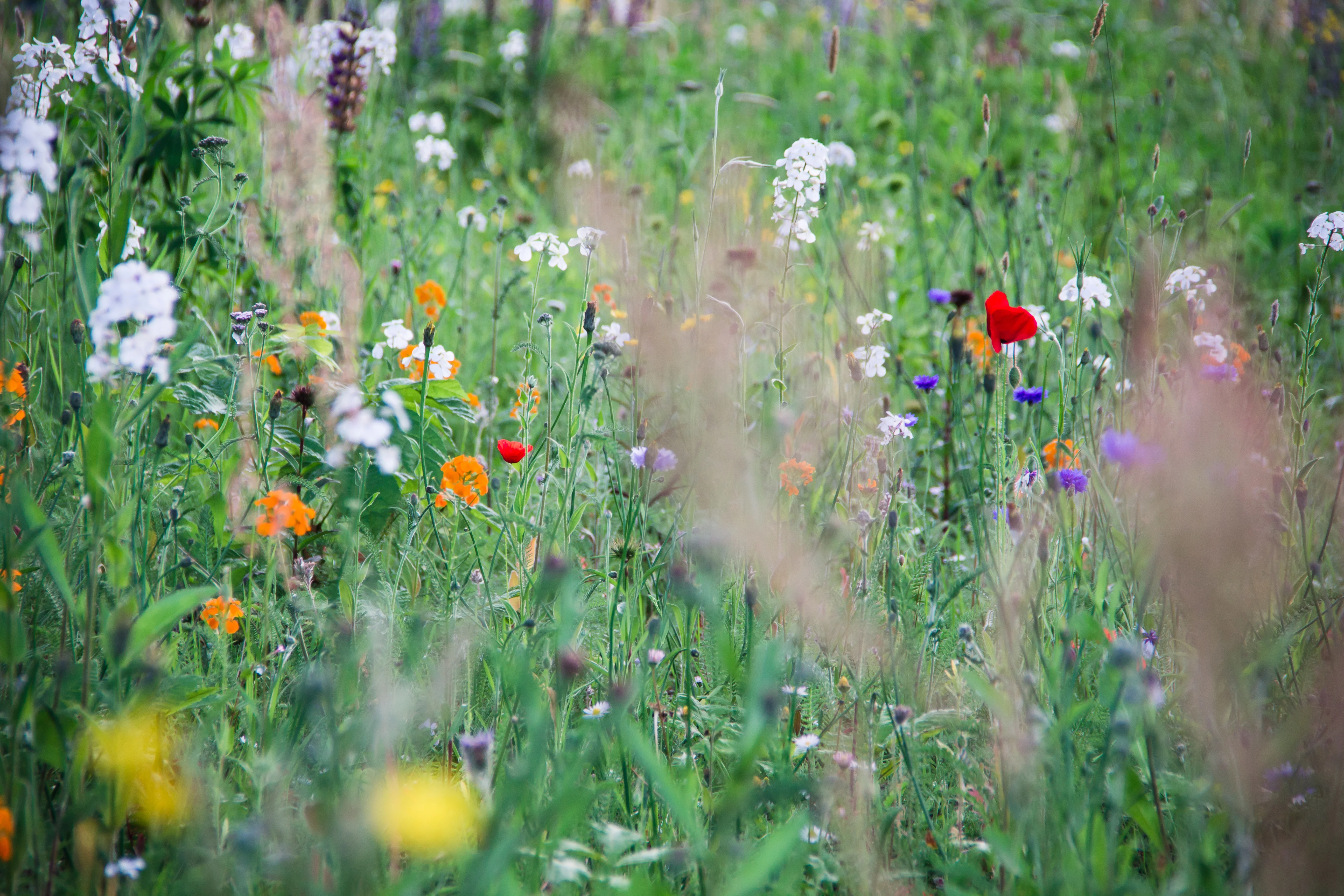 All Perennial Wildflower Mix Seeds
