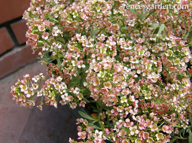 Summer Peaches Alyssum