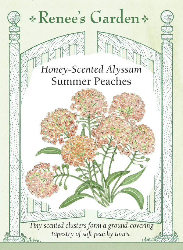 Summer Peaches Alyssum - Image 2