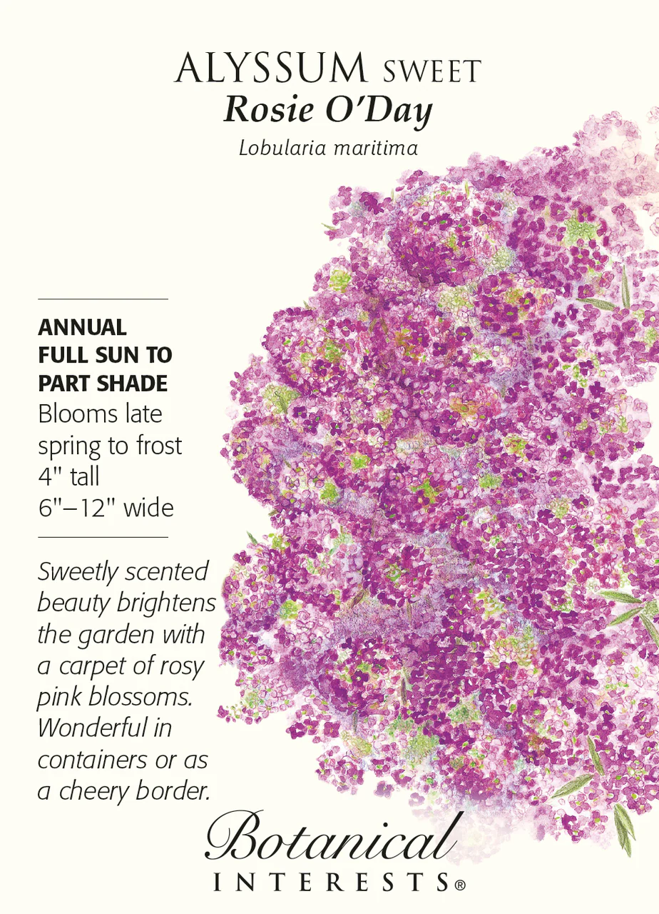 Rosie O'day Sweet Alyssum