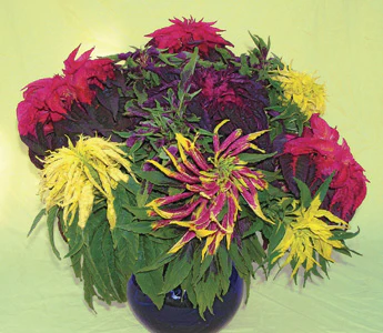 Amaranth - Cinco De Mayo