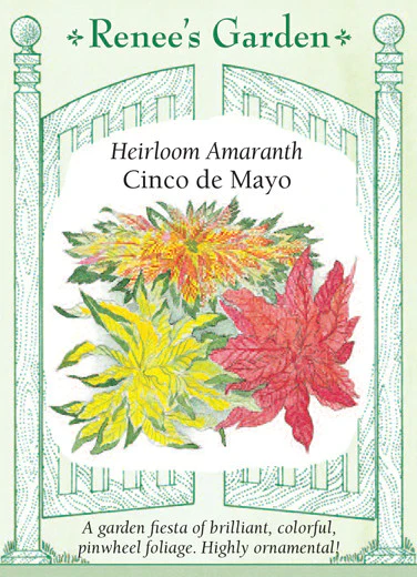Amaranth - Cinco De Mayo - Image 2