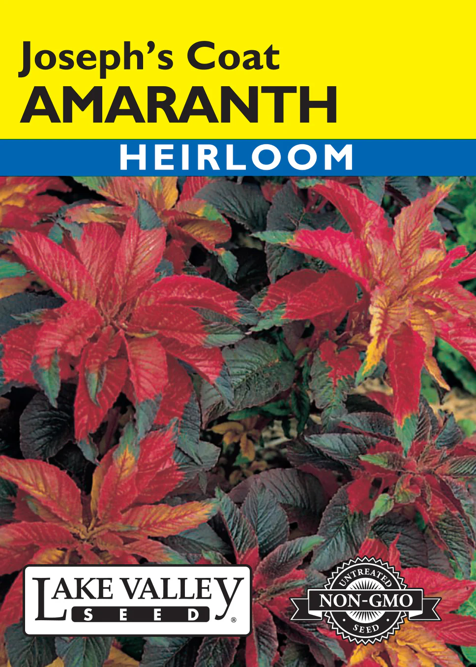 Joseph's Coat Amaranth