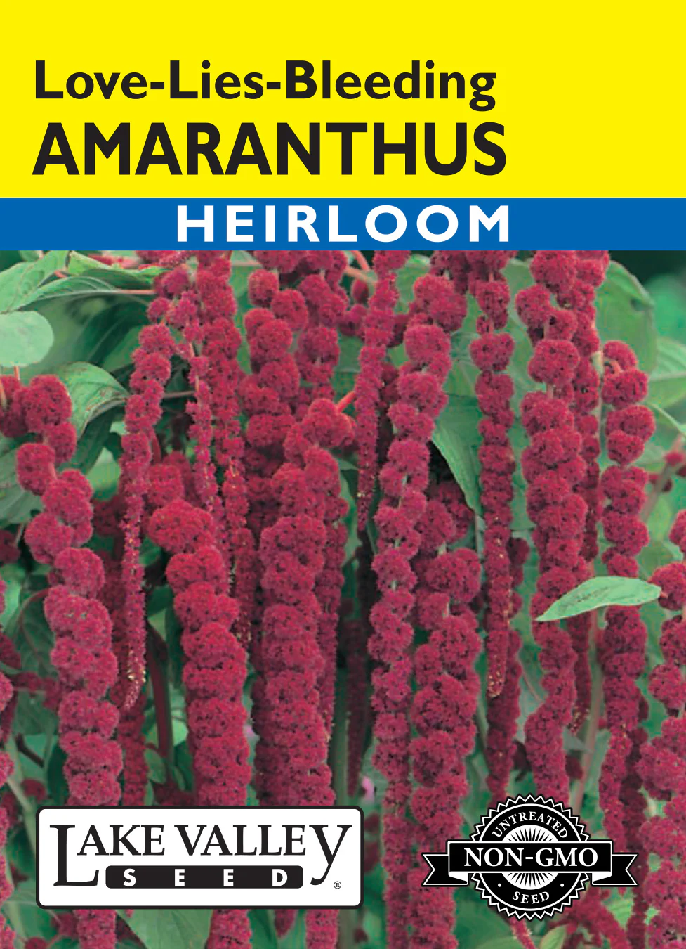 Amaranthus Love Lies Bleeding