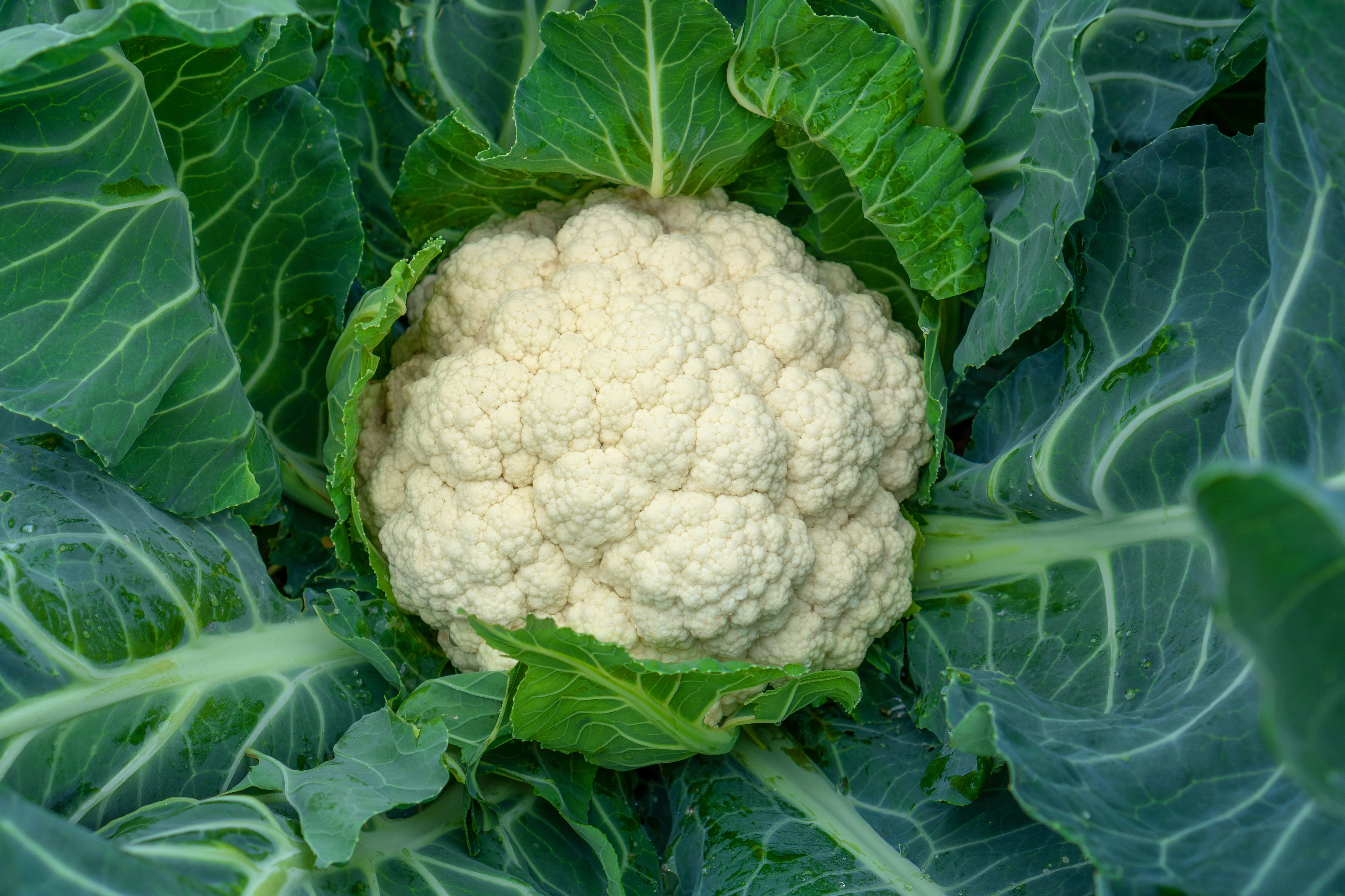 Snowball Self-blanching Cauliflower Seeds