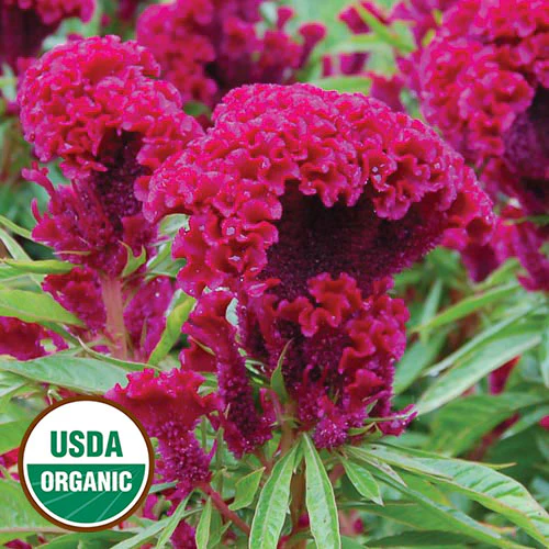 Amish Cockscomb Celosia