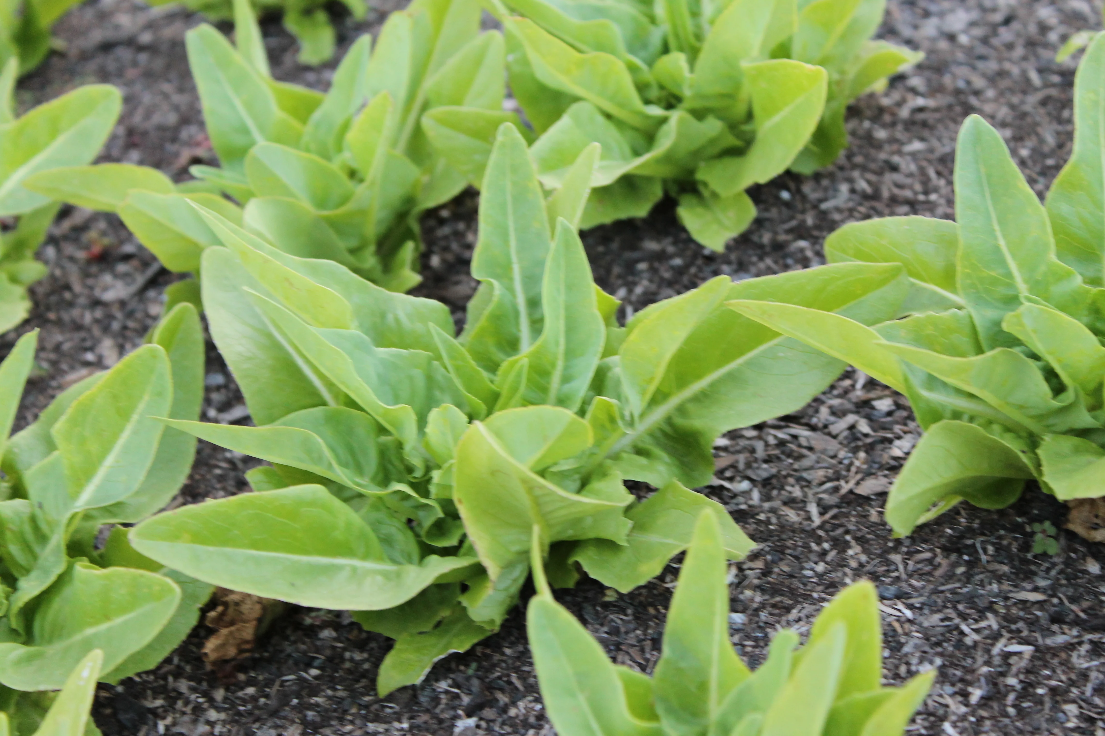 Amish Deer Tongue Lettuce (1,500 seeds), Container Collection