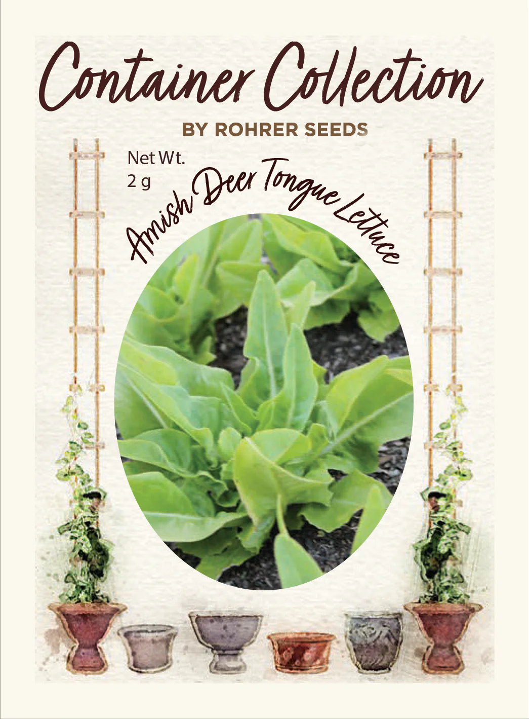 Amish Deer Tongue Lettuce (1,500 seeds), Container Collection - Image 2