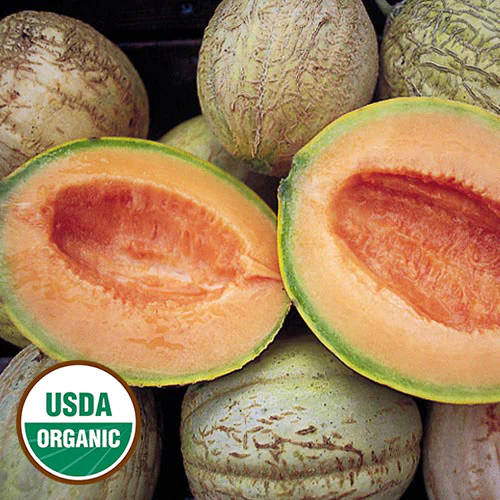 Amish Melon