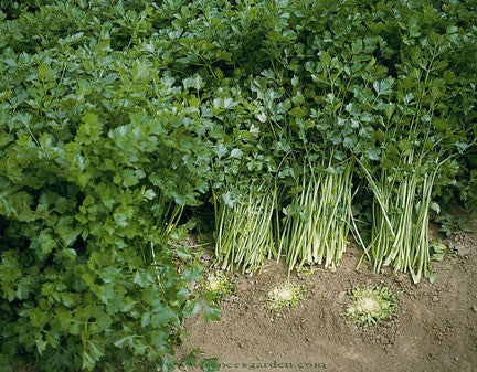 Amsterdam Seasoning Celery