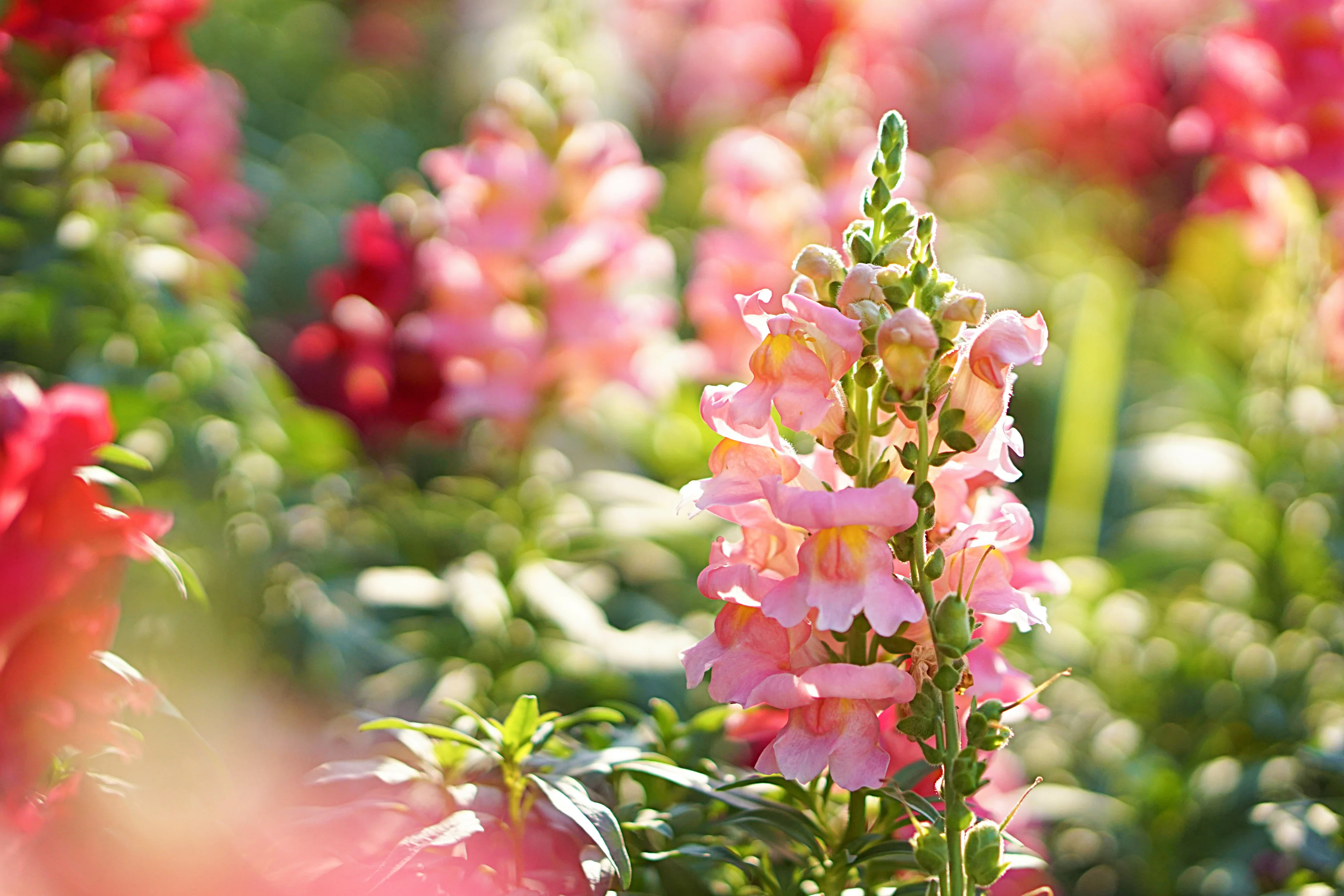 Appleblossom Snapdragon Seeds