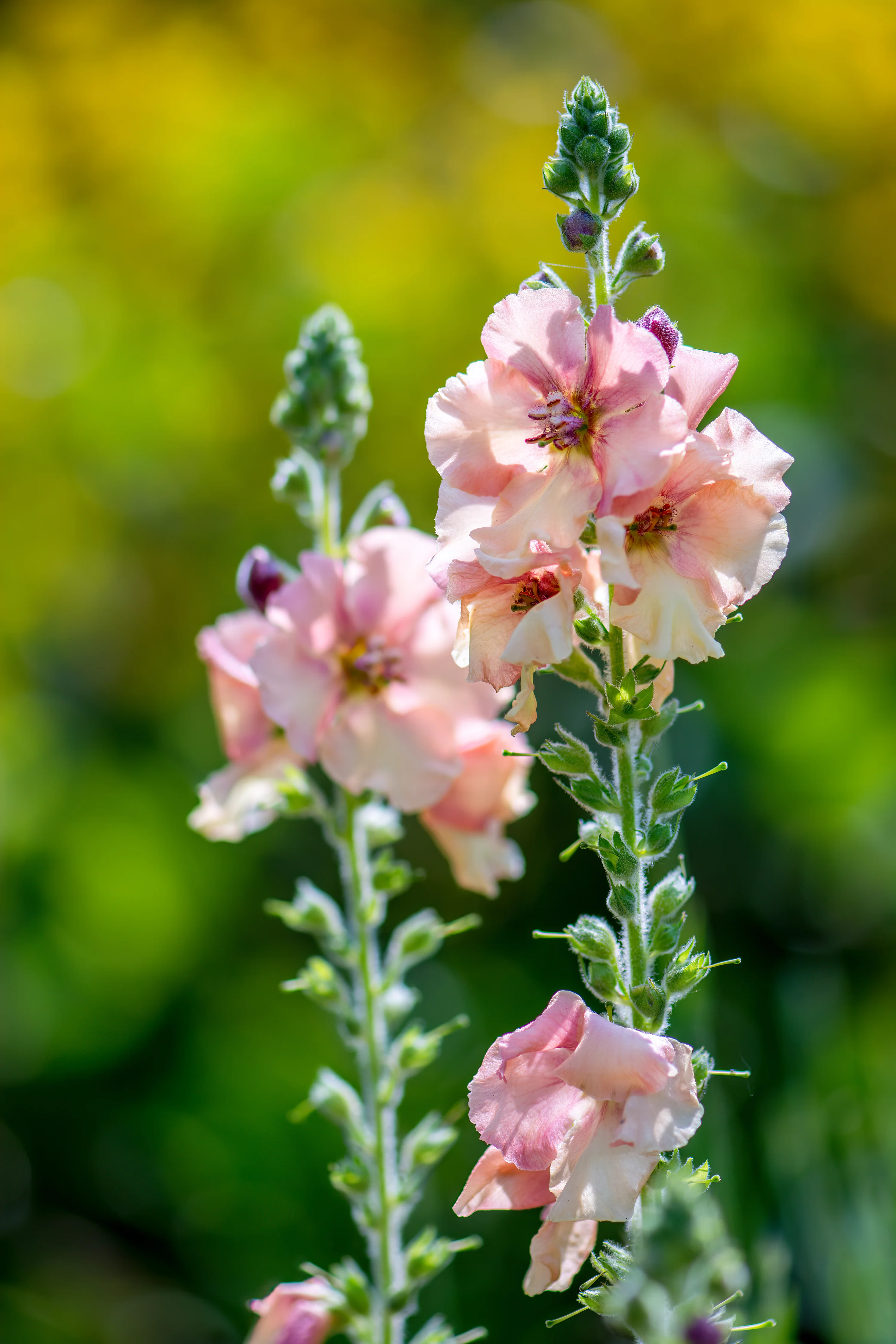 Apricot Column Stock Seeds