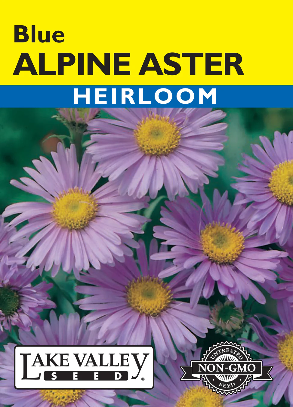Blue Alpine Aster