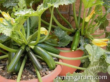 Astia Container Zucchini