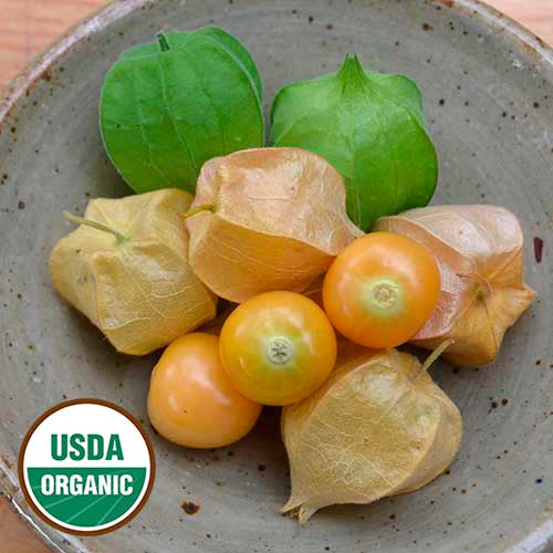 Aunt Molly's Ground Cherry