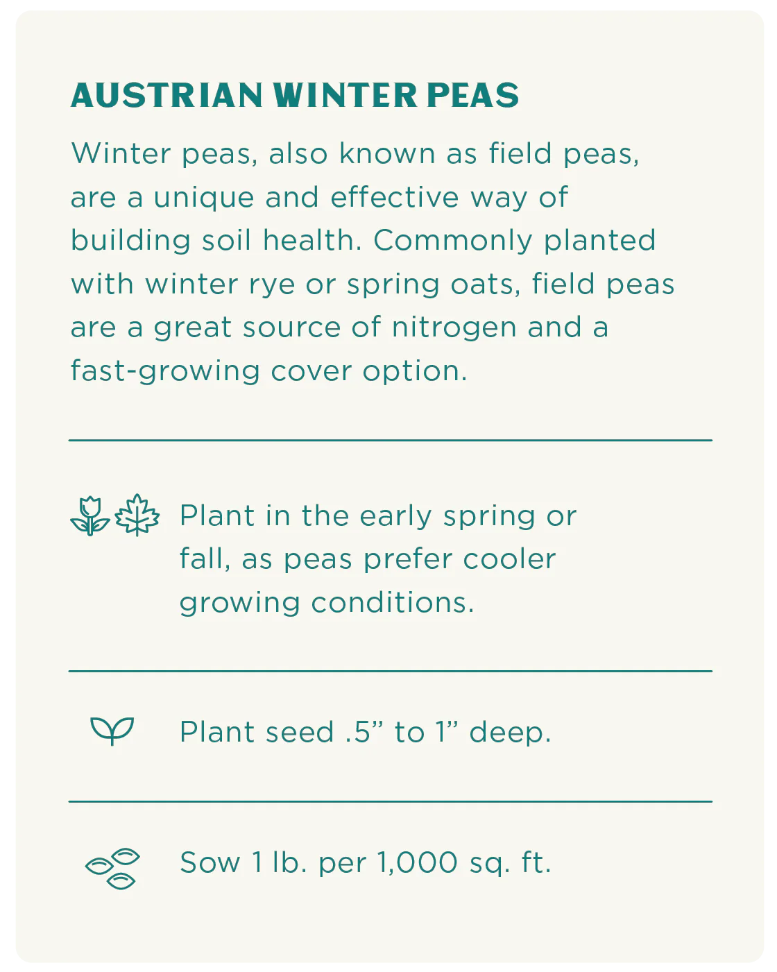 Austrian Winter Pea Seeds - Image 3