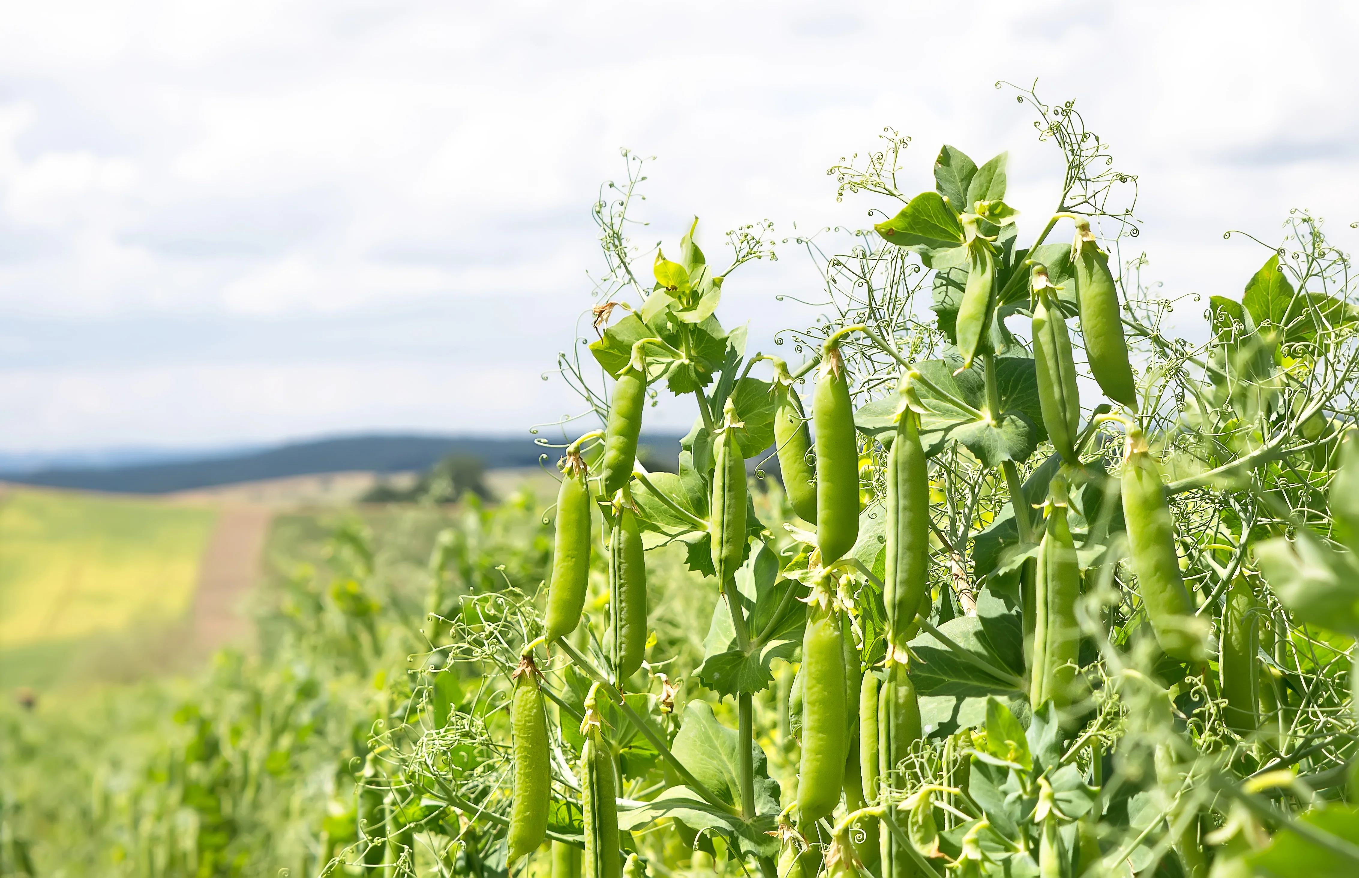Austrian Winter Pea Seeds - Image 4