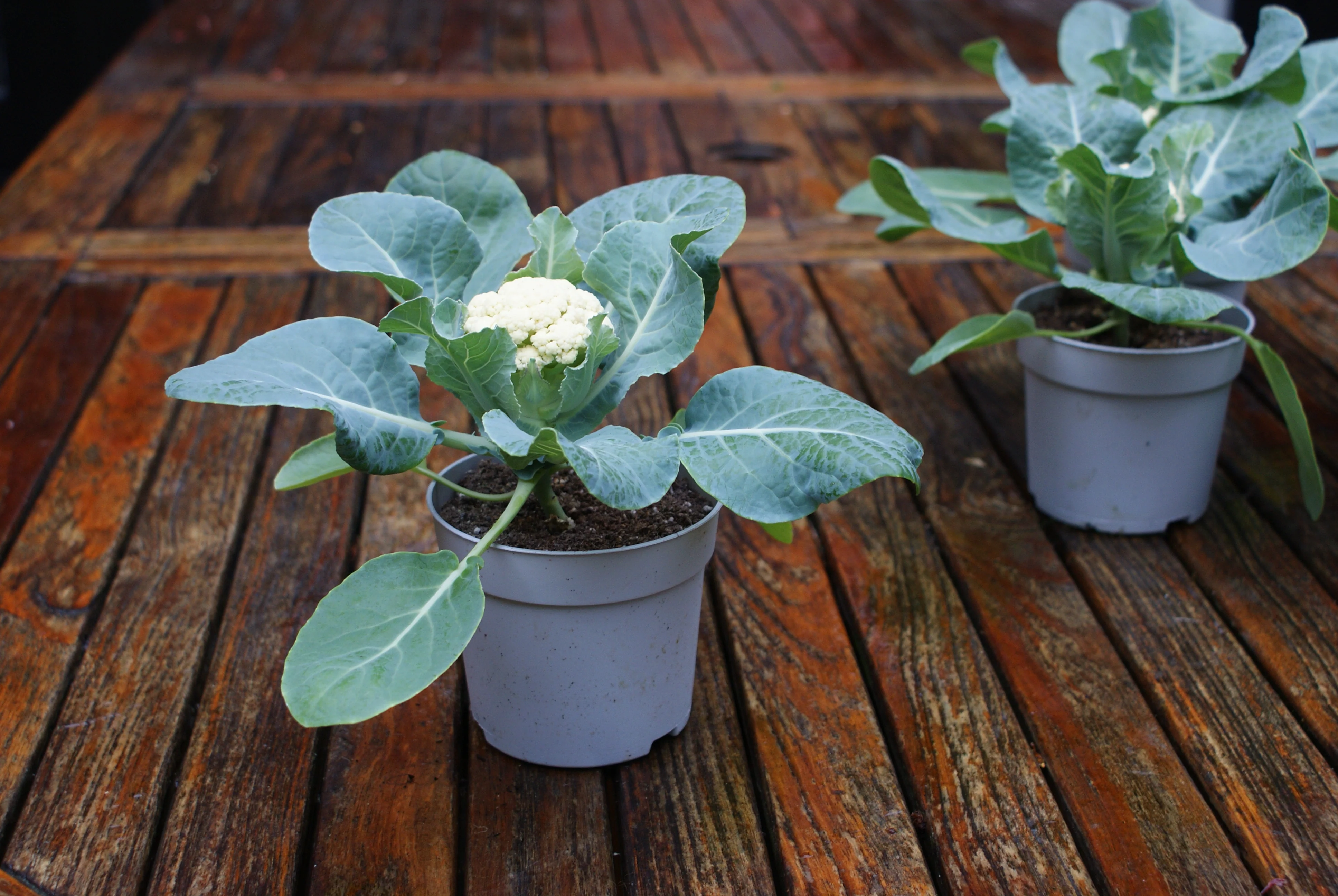Baby F1 Hybrid Cauliflower (15 seeds), Container Collection