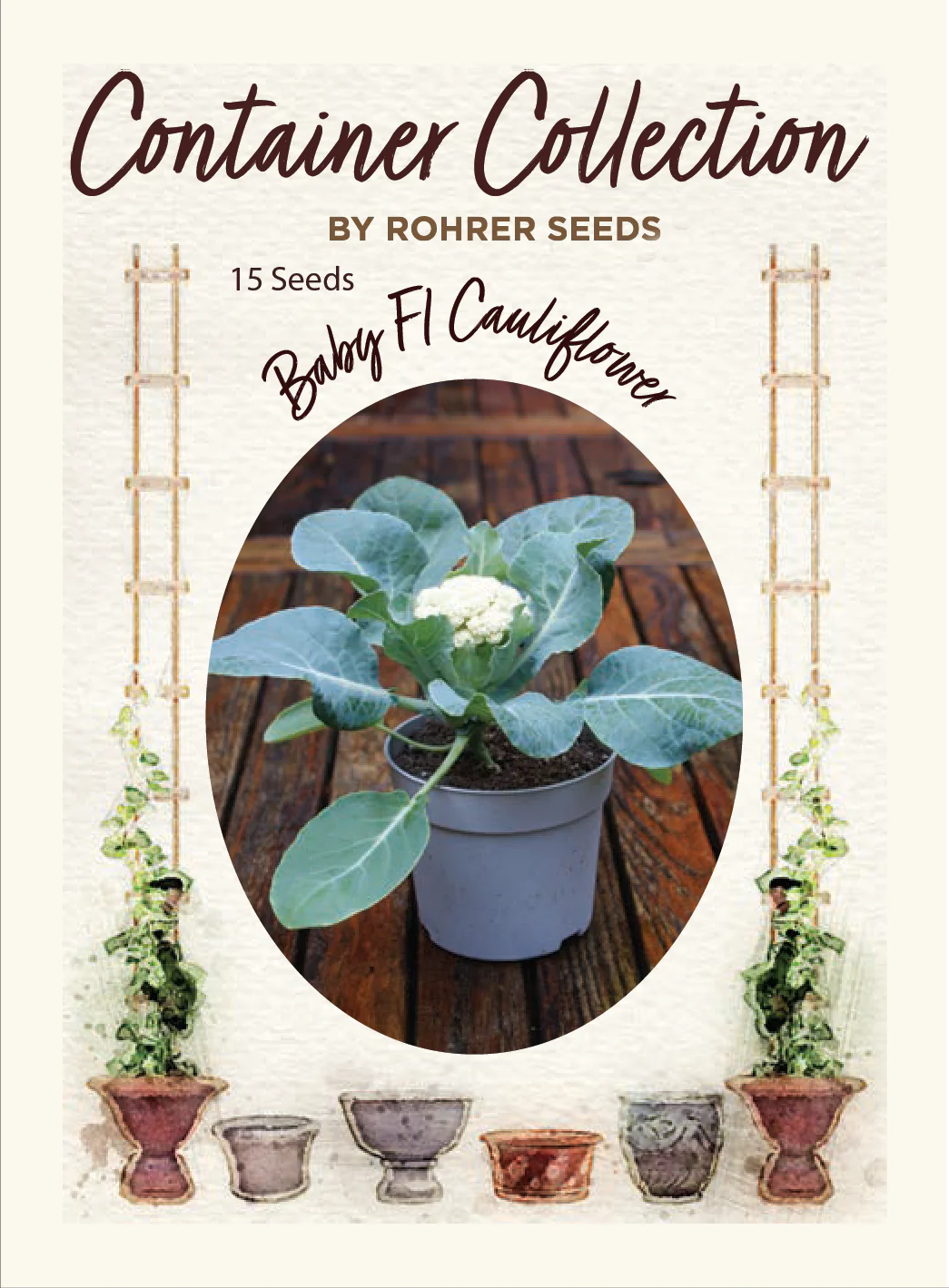 Baby F1 Hybrid Cauliflower (15 seeds), Container Collection - Image 2