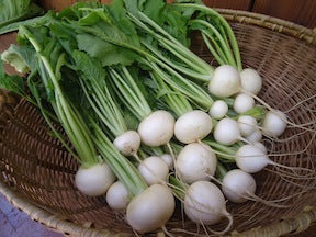 Mikado Baby Turnip