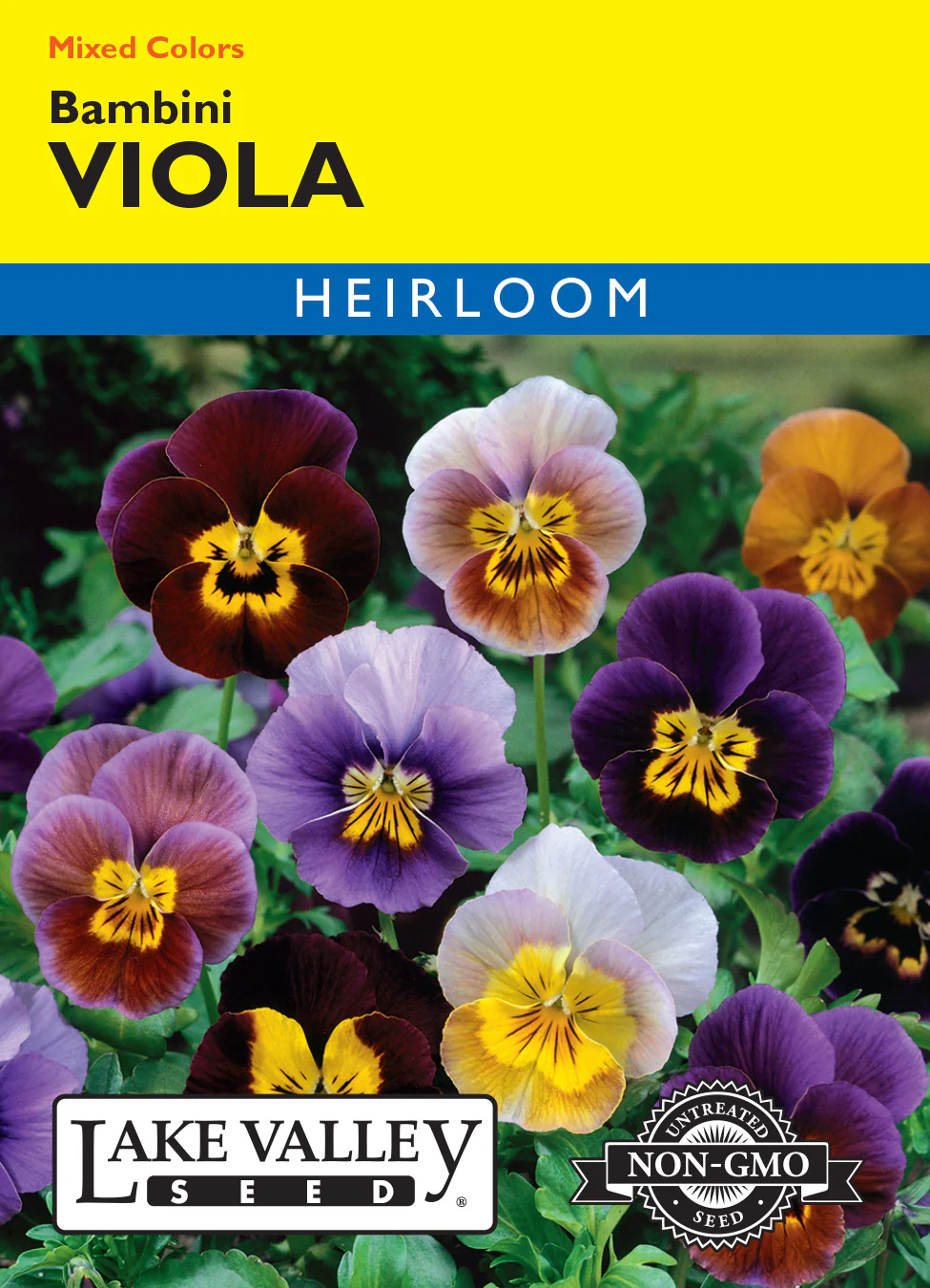 Bambini Viola - Mixed Colors