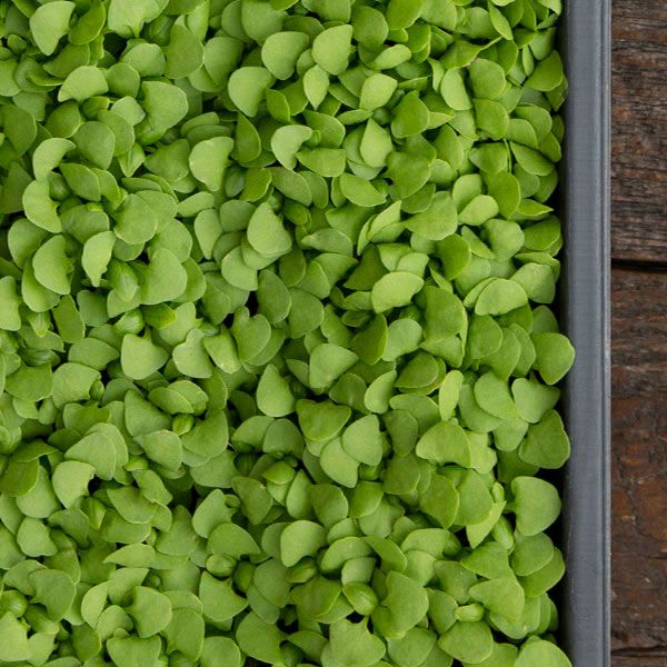 Basil Microgreens - Image 2