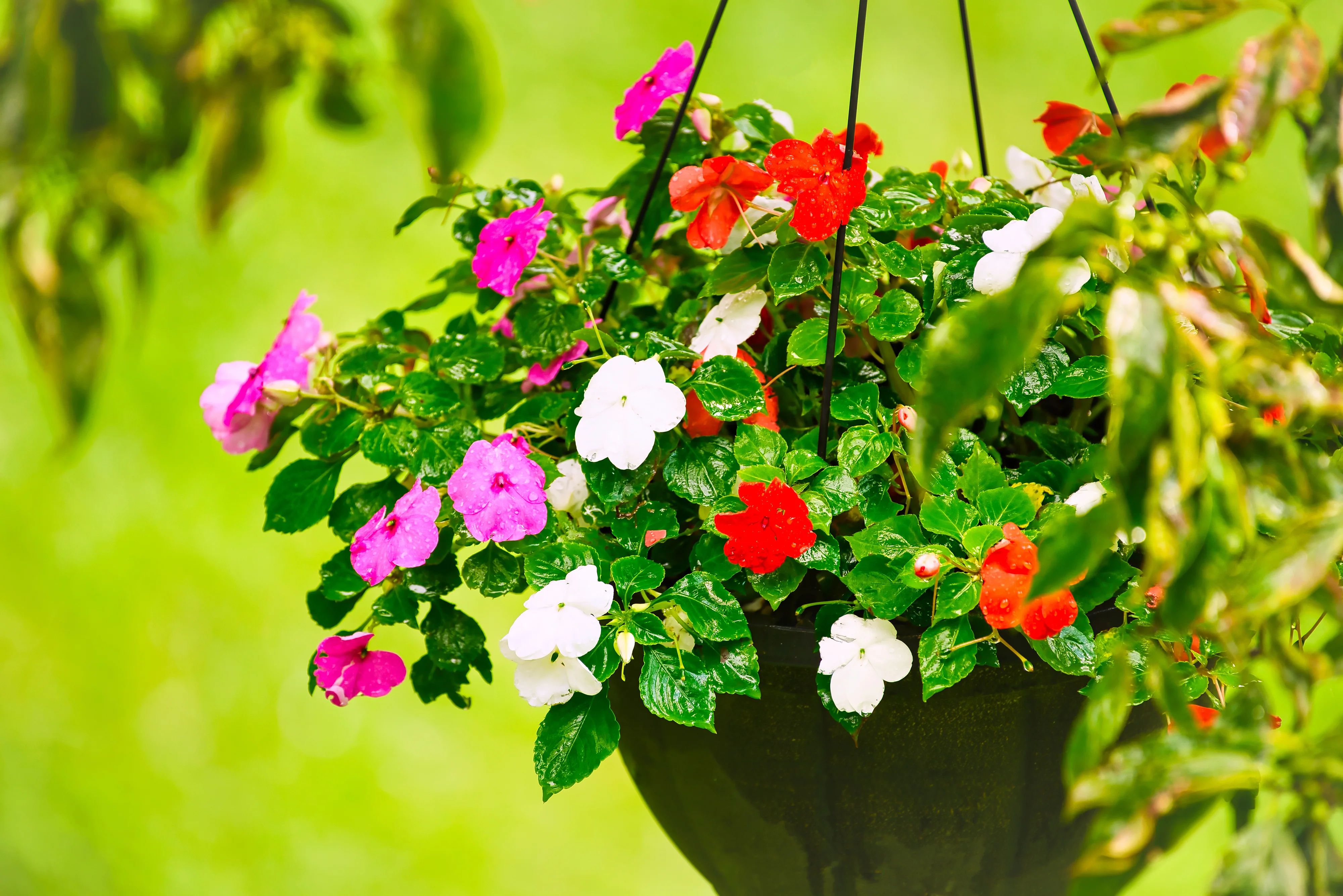 Beacon Impatiens Mix Seeds