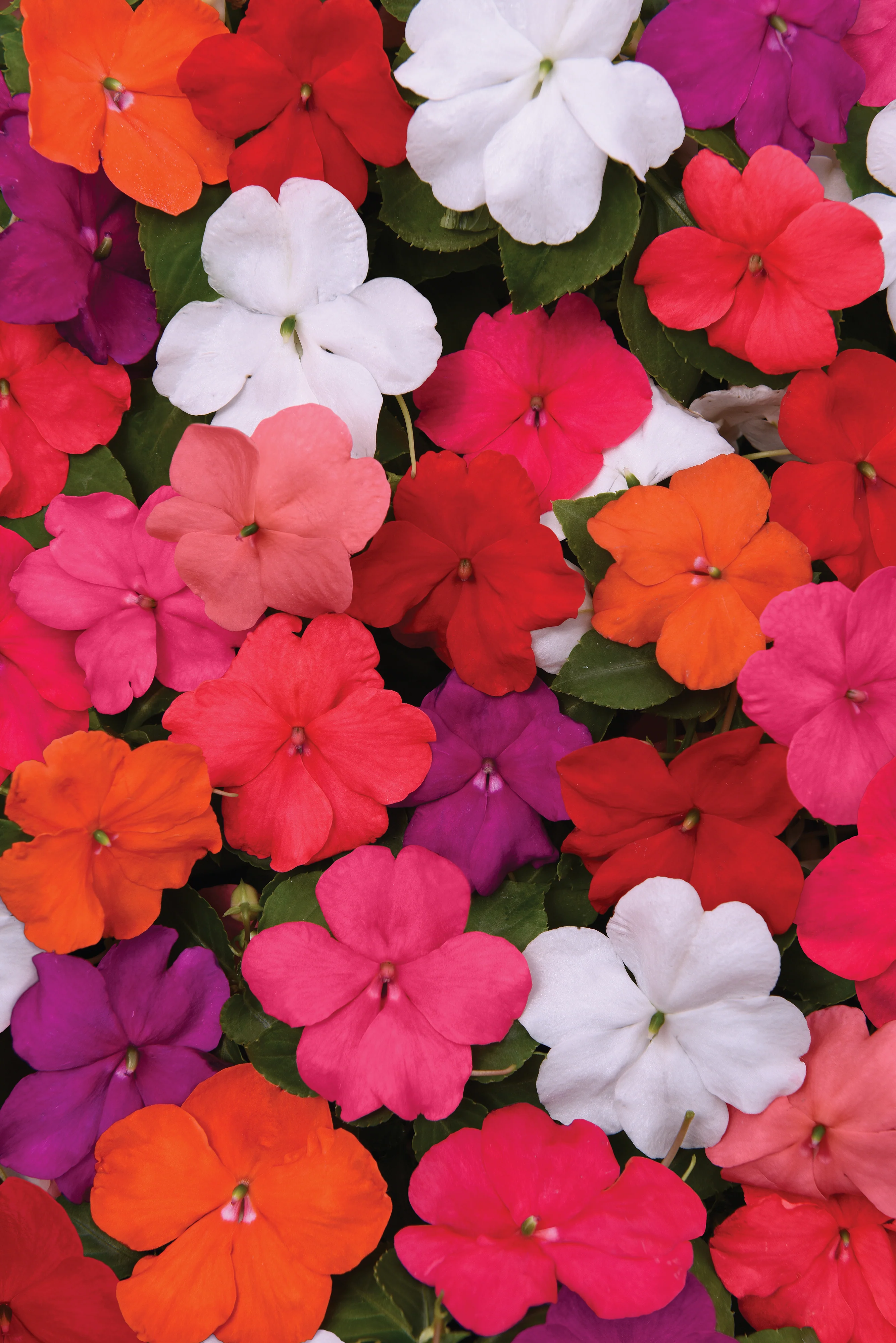 Beacon Impatiens Mix Seeds - Image 2