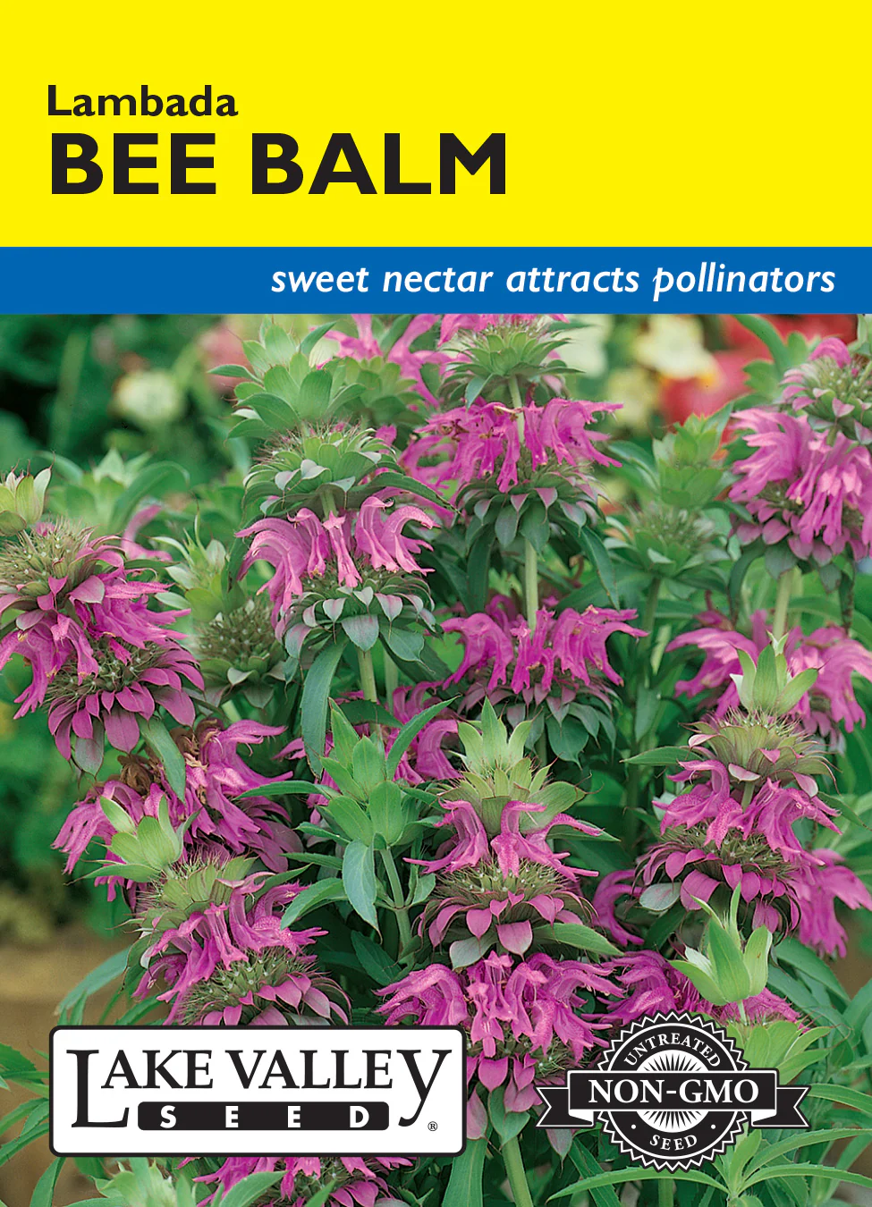 Lambada Bee Balm