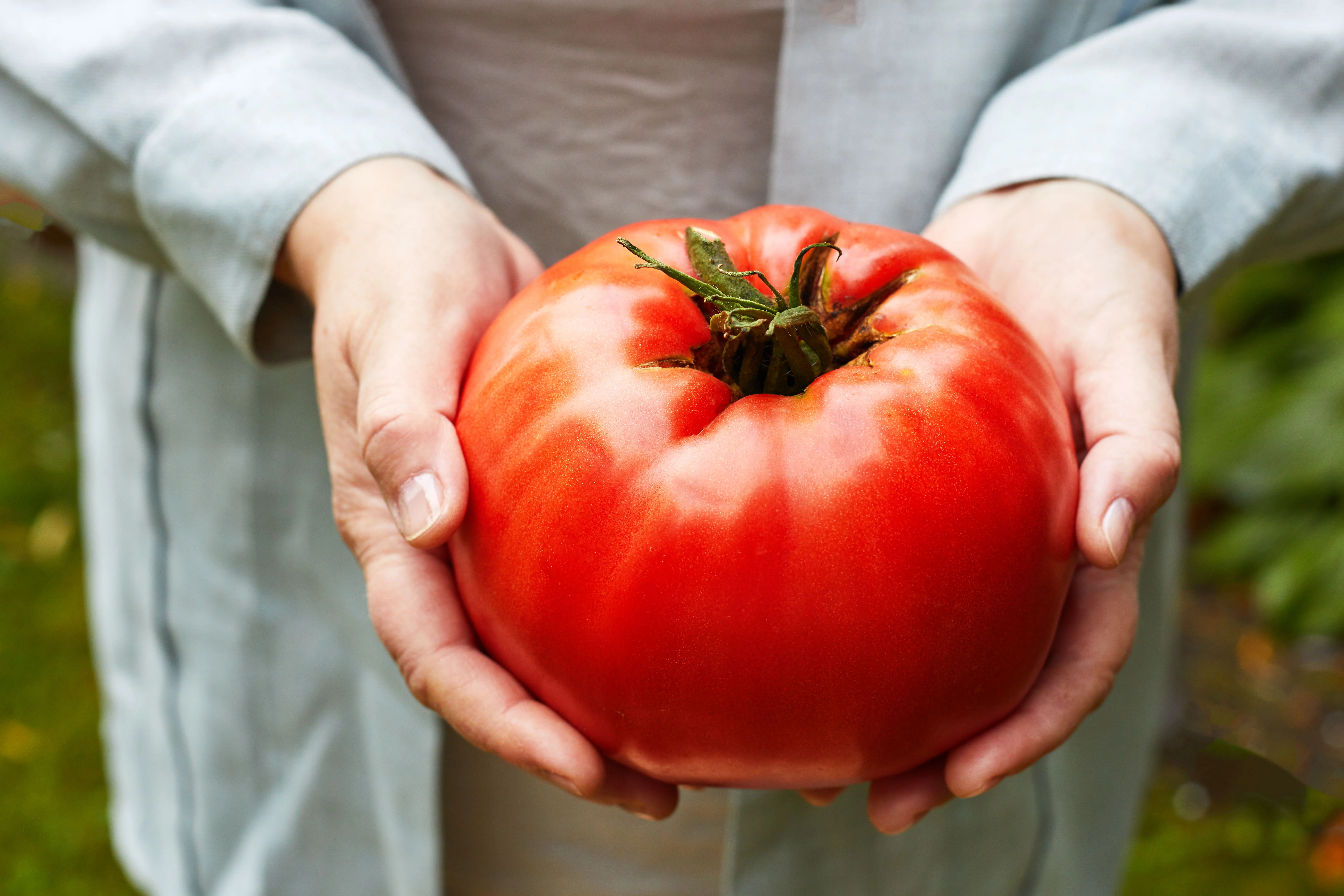 Beefsteak Red Tomato Seeds