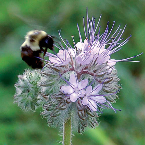 Bee's Friend