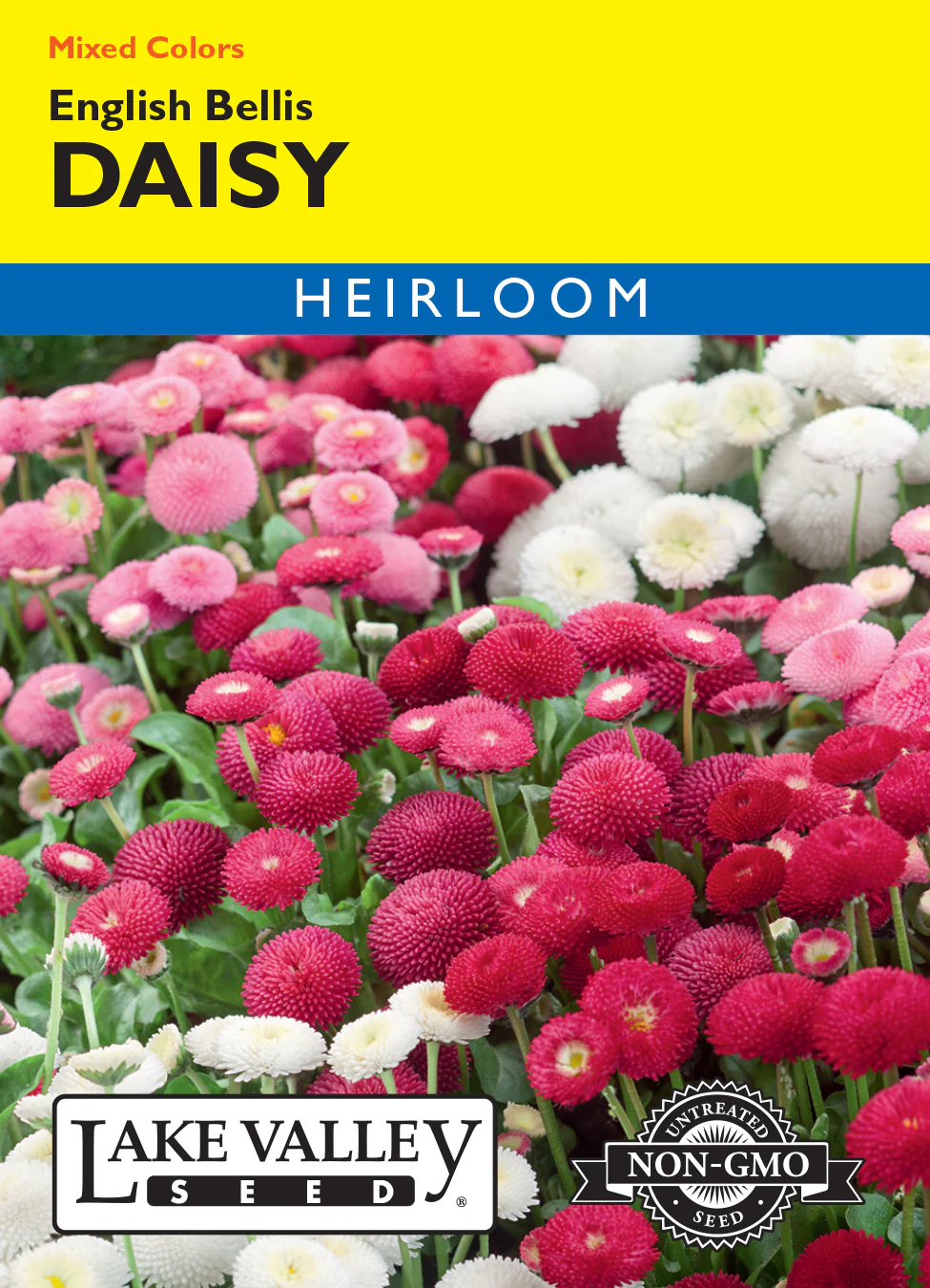 English Bellis Daisy