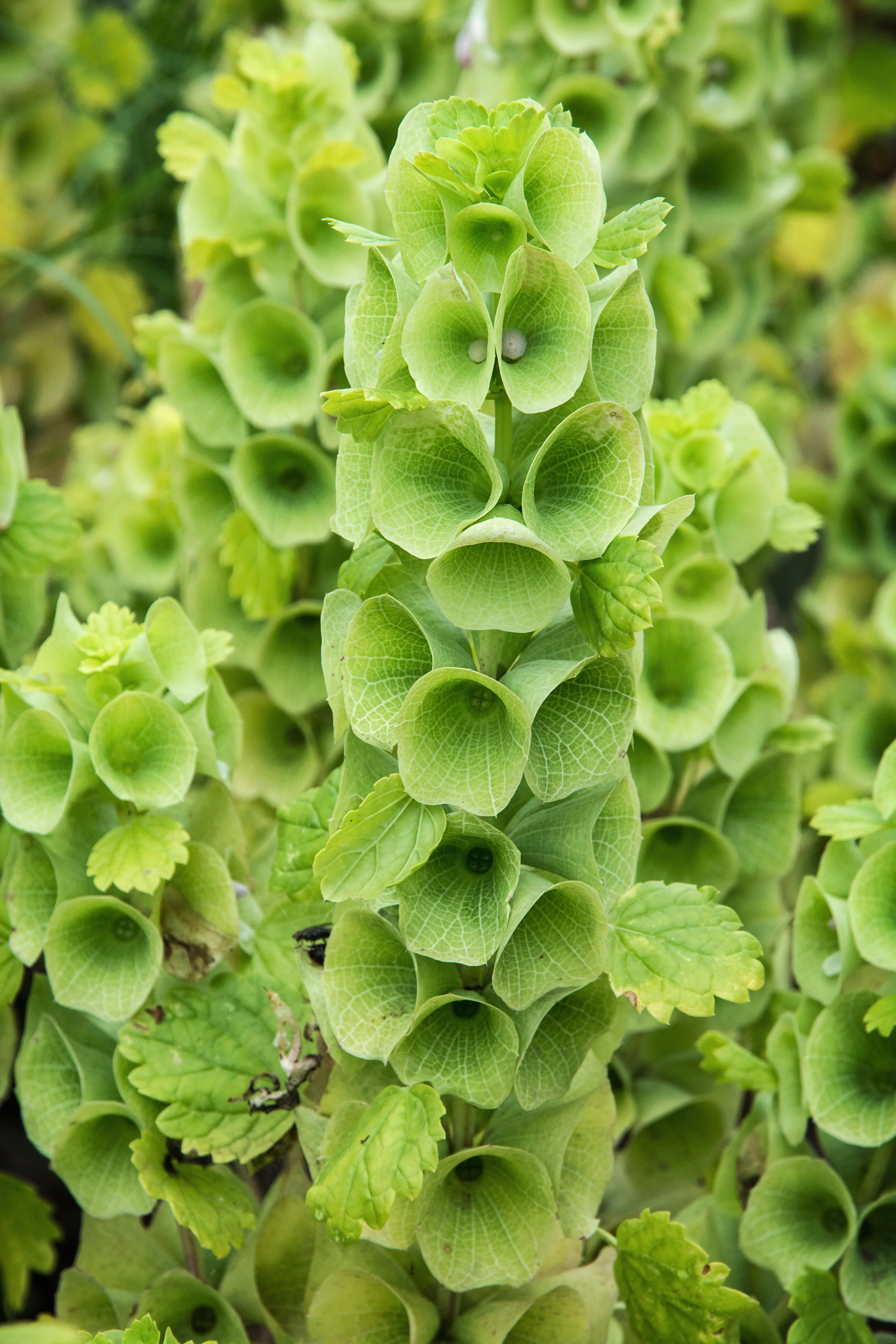 Bells Of Ireland Seeds