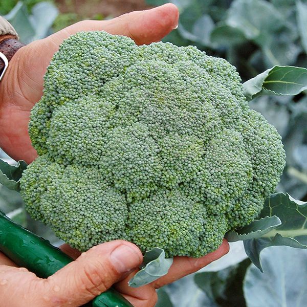 Belstar F1 Broccoli