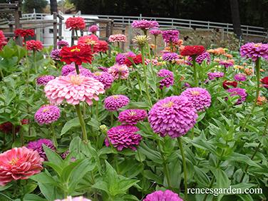 Berry Basket Cutting Zinnias