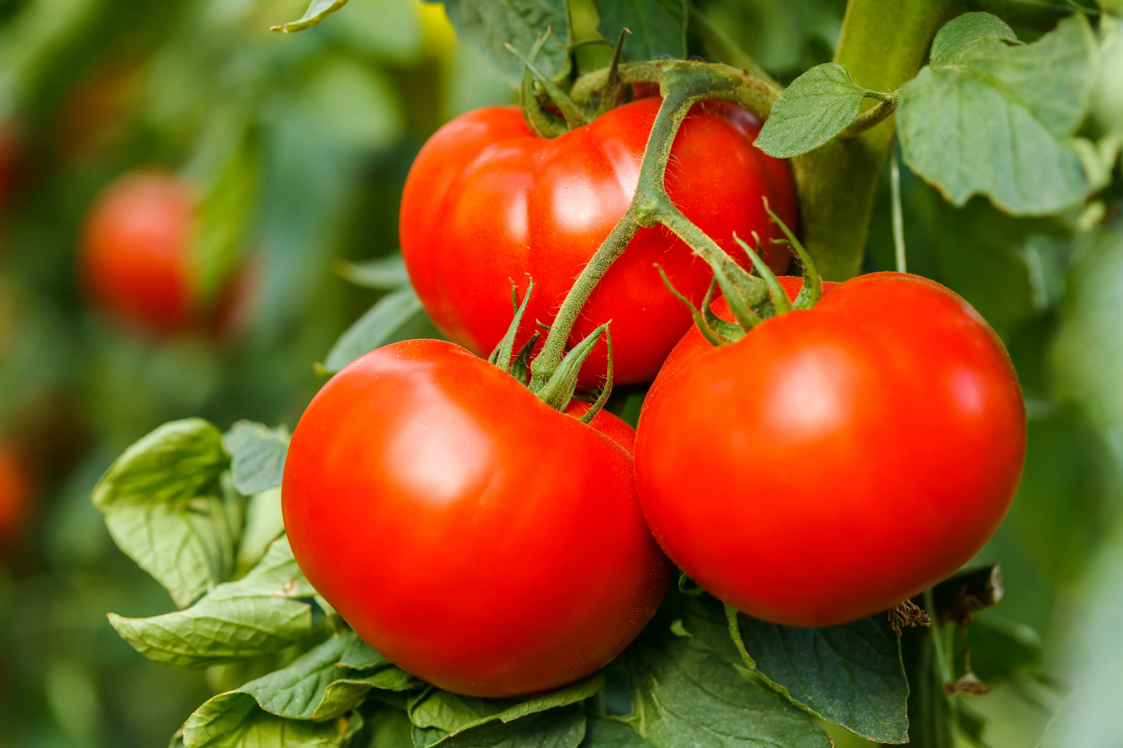 Big Beef Plus Hybrid Tomato Seeds