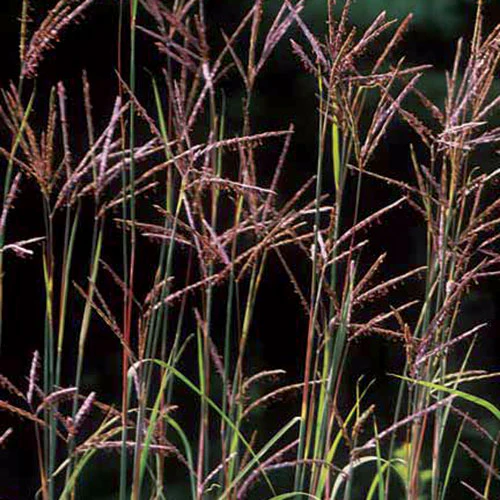 Big Bluestem Ornamental Grass