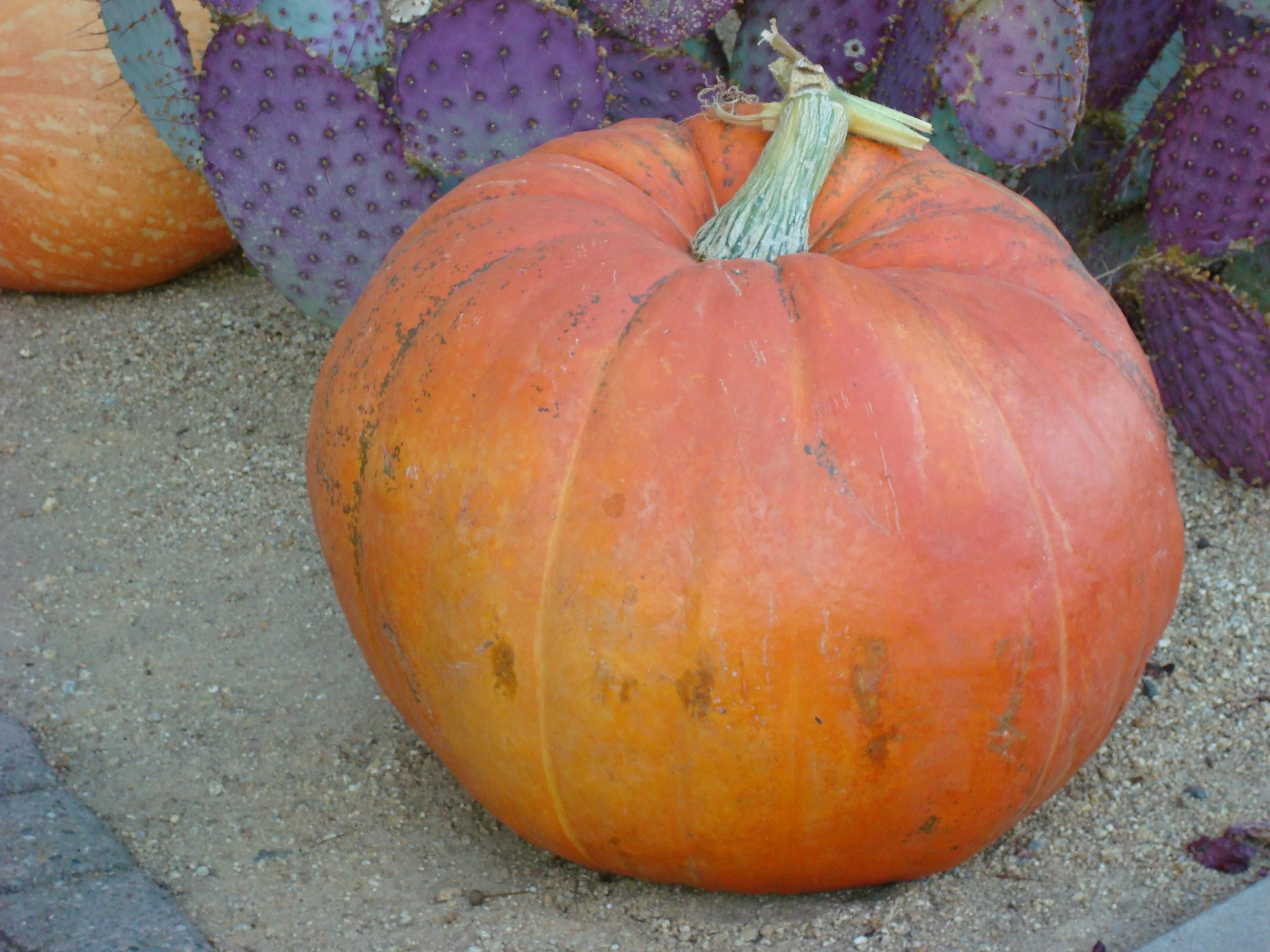 Big Max Pumpkin Seeds
