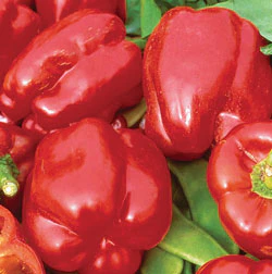 Big Red Bell Pepper Seeds - Image 2