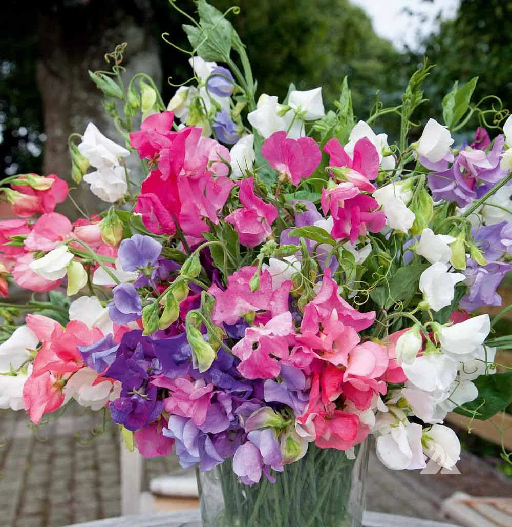 Bijou Sweet Peas Seeds - Image 2
