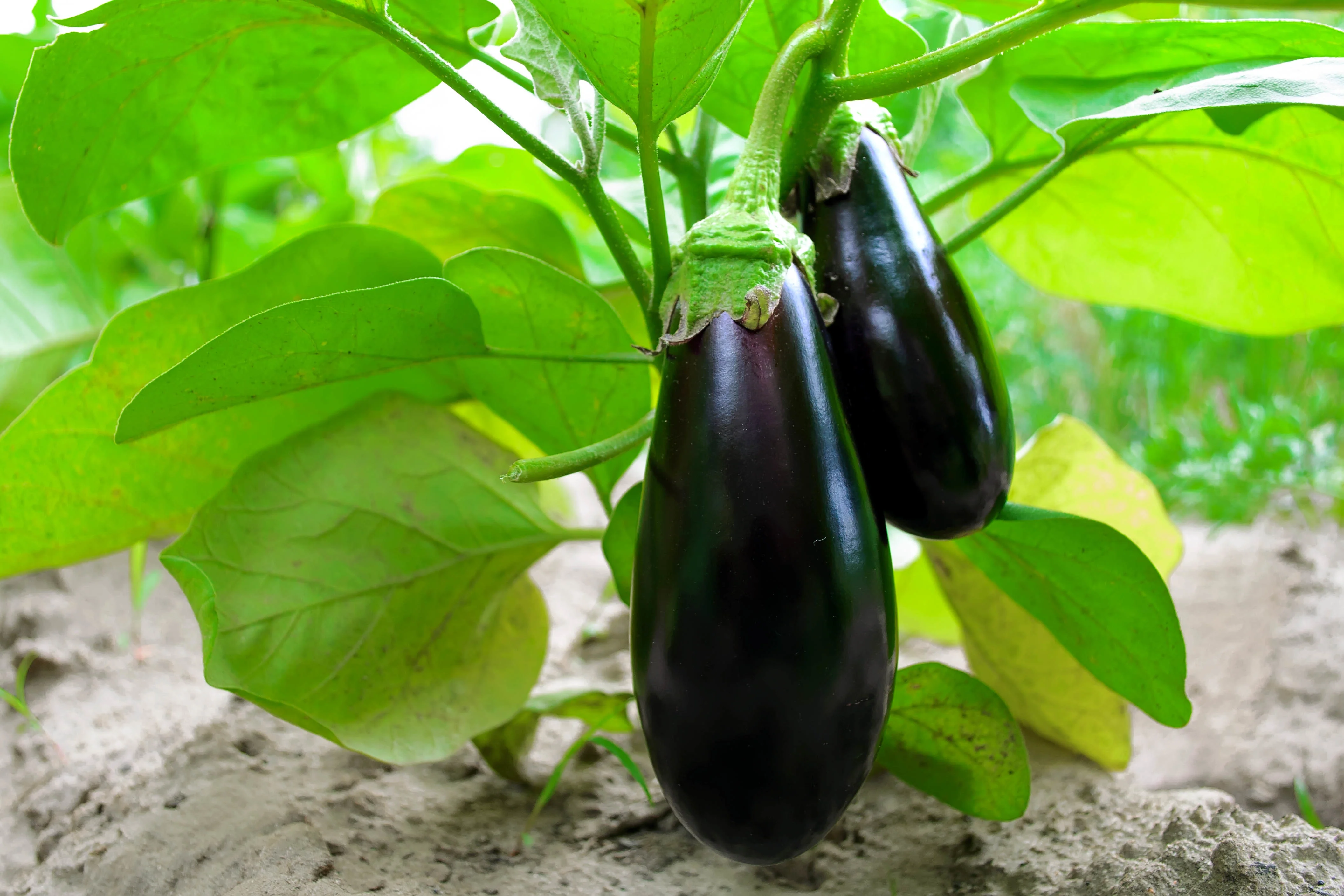 Black Beauty Eggplant Seeds - Image 2