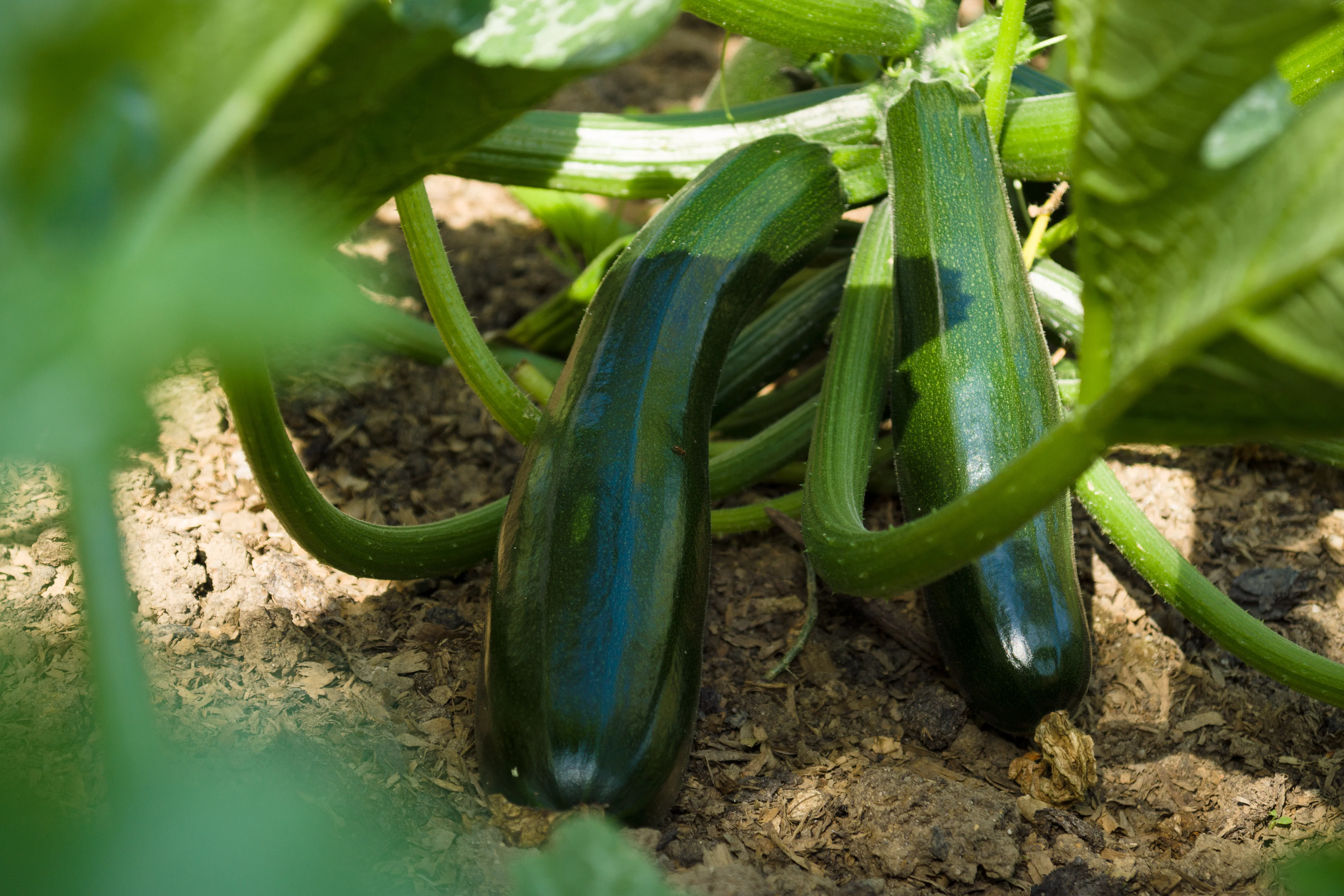 Black Beauty Zucchini Squash Seeds