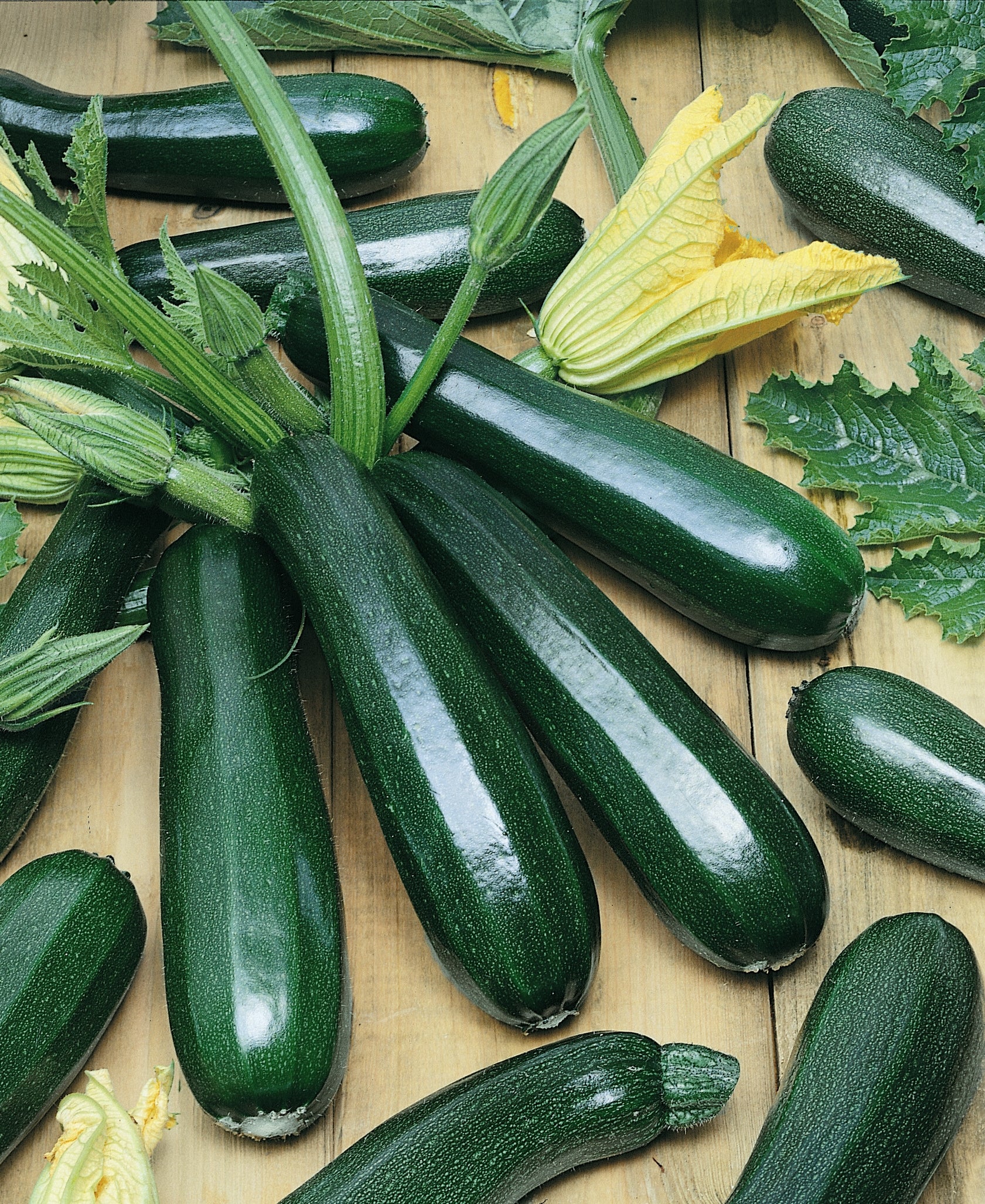 Black Coral Zucchini Squash (15 seeds) Container Collection