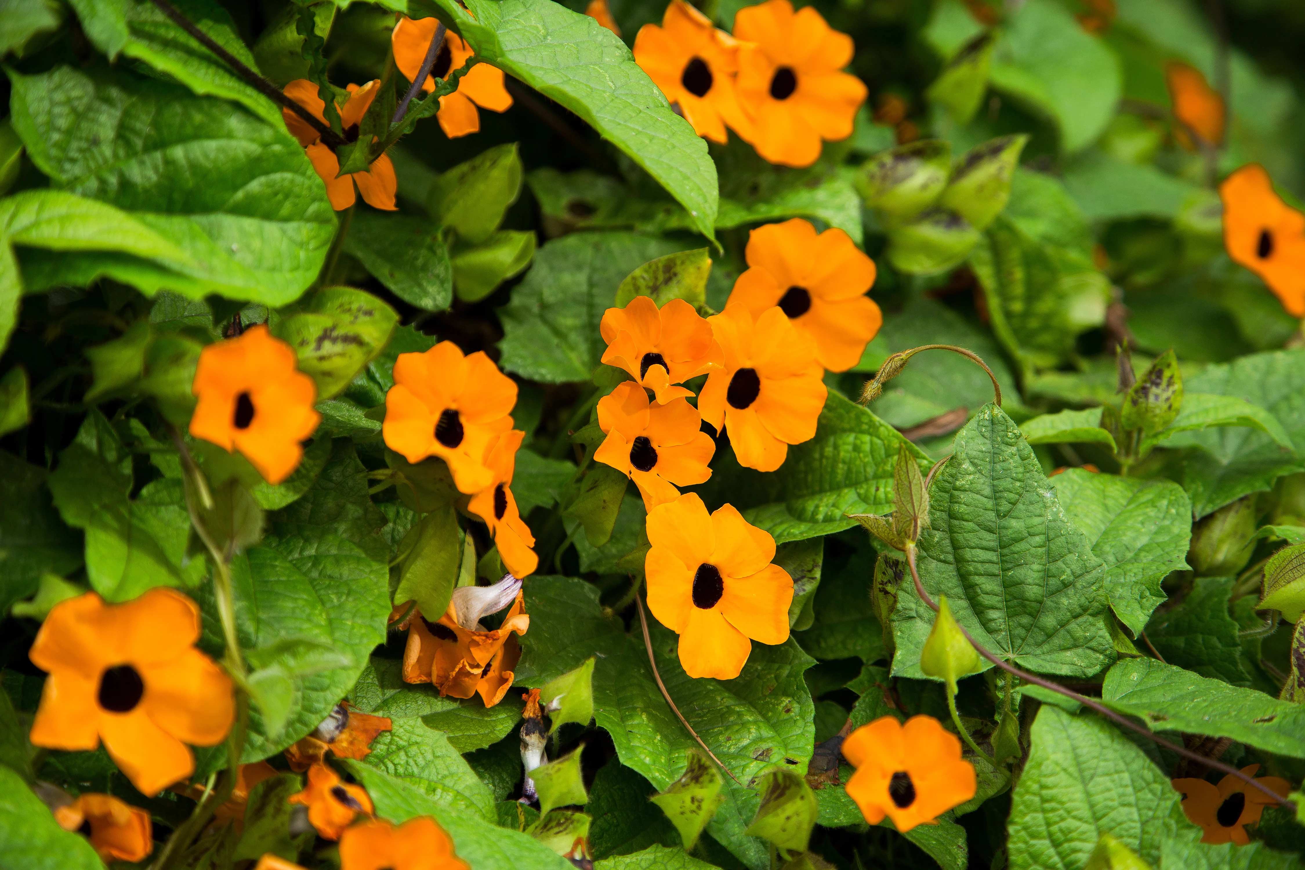 Black-eyed Susan Vine Seeds
