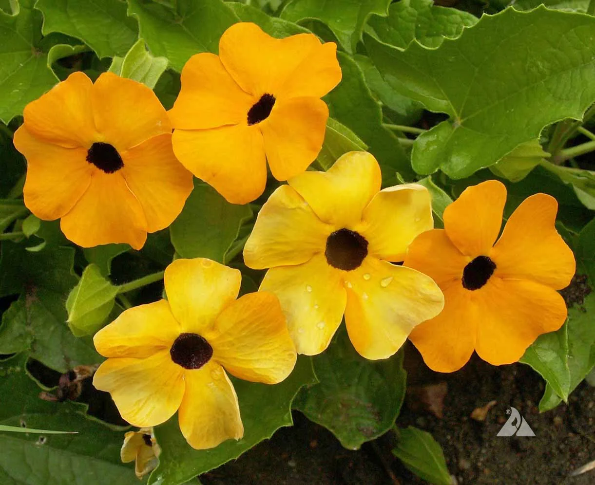 Black-eyed Susan Vine Seeds - Image 2
