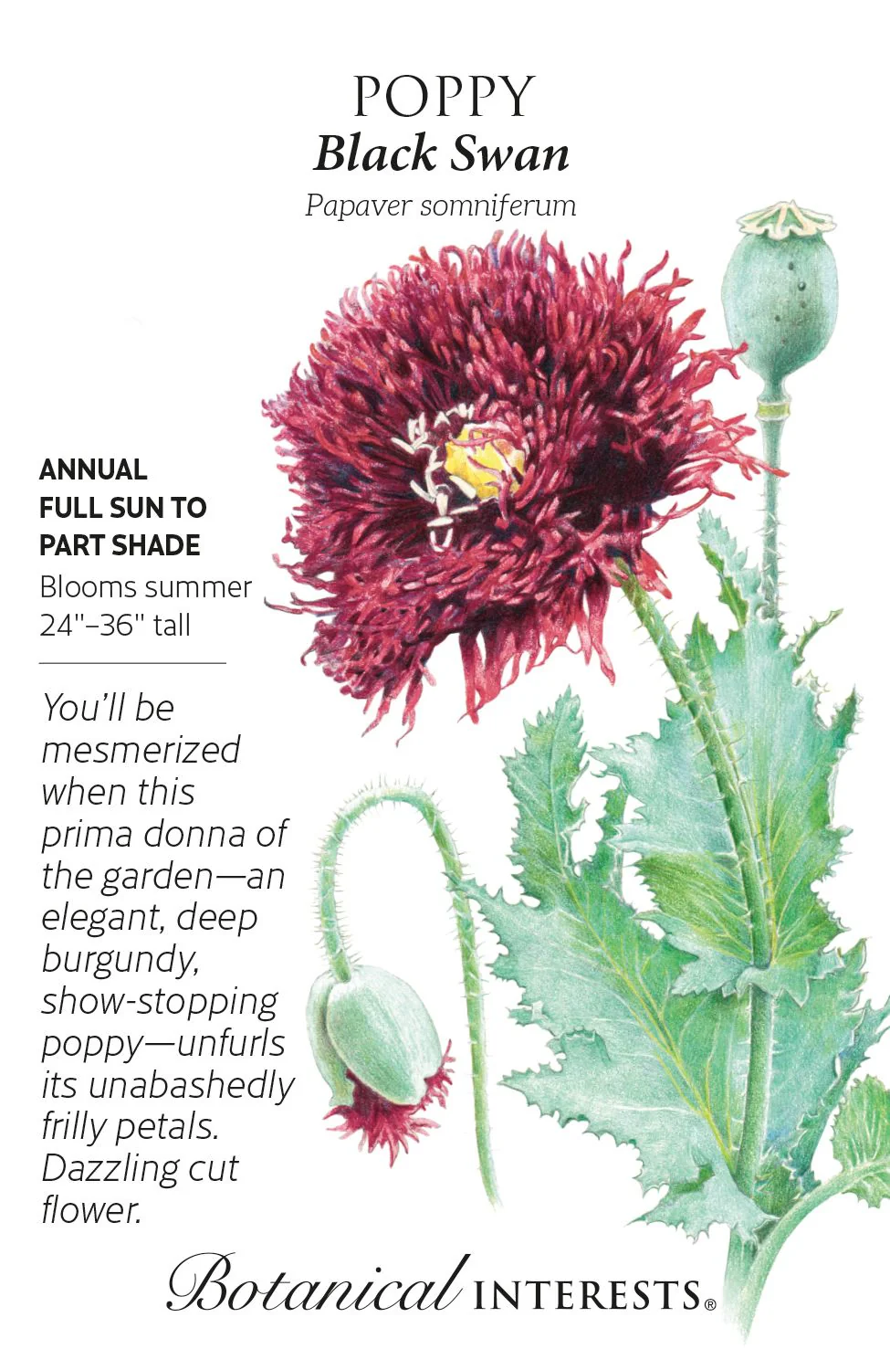 Black Swan Poppy