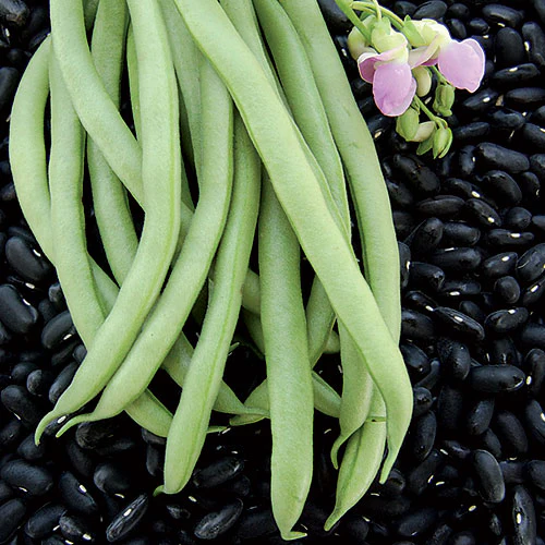 Black Valentine Bean