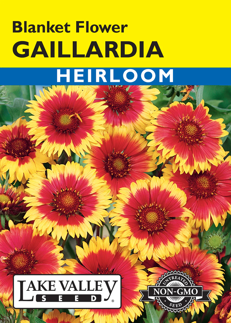 Blanket Flower Gaillardia